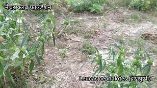 Leucas cephalotes द्रोणपुष्पी Dronpushpi गुमा  बुखार भूख लीवर का ईलाज [upl. by Noirod]