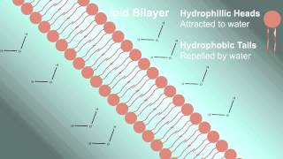 Cell Membrane Plasma Membrane [upl. by Anairuy]