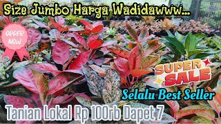 PETANI KAMPUNG AGLAONEMA TANIAN RP 100RB DAPET 7 SIZE JUMBO HARGA EKONOMIS eps 901 [upl. by Vihs754]