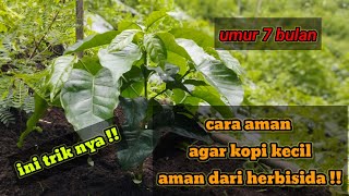 PERLU TAHU CARA AMAN AGAR BIBIT KOPI USIA 7 BULAN TIDAK TERKENA HERBISIDAferyduniatanibertani [upl. by Tteragram]