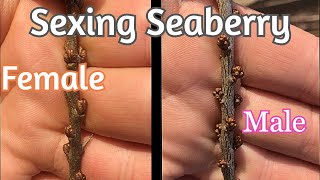 Seaberry  Identifying Male and Female Plants [upl. by Ahsikad]