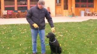 How to Train Labrador Retrievers [upl. by Ekle912]