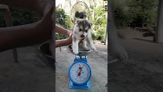 DEWORMING PUPPIES  PAANO MAG DEWORM NG PUPPY  1 MONTH OLD [upl. by Idalia]