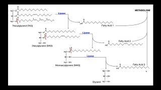 Lipase Test  Theory amp Results [upl. by Notniuqal]