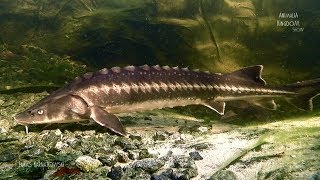 Sterlet Acipenser ruthenus amp Siberian Sturgeon Acipenser baeriiAnimalia Kingdom Show [upl. by Eiralc]