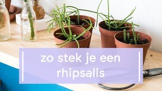 Zo stek je een Rhipsalis [upl. by Vi]