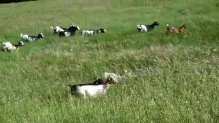 Chèvres miniatures des Tourelles  les joies dans la verdure printanière [upl. by Boyer885]