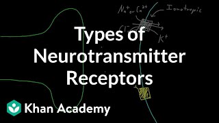 Types of neurotransmitter receptors  Nervous system physiology  NCLEXRN  Khan Academy [upl. by Arytahs]