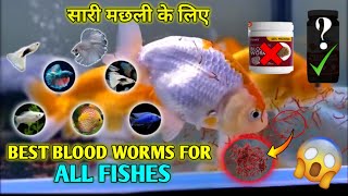 how to feed bloodworm to fish  Top 2 best bloodworm for all fishes  guppy  arowana  goldfish [upl. by Waltner]