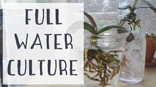 Hydroculture  Premier bilan amp Transition vers la Full Water Culture [upl. by Marina]