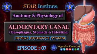 quotAnatomy amp Physiology of Alimentary Canalquot  Oesophagus Stomach amp Intestine [upl. by Germain]