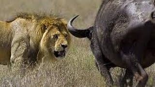 Lion vs BuffaloAny Bufallo Attacks One Lion [upl. by Survance]