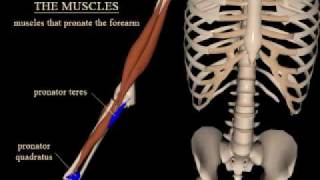 pronation and supination of the forearm [upl. by Trebron]