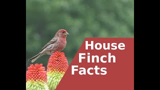 Facts about the House Finch [upl. by Ataliah297]