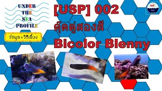 USP 002 Bicolor Blenny ตุ๊ดตู่สองสี l ไบคัลเลอร์เบลนนี่ l ข้อมูล วิธีเลี้ยง [upl. by Edya]