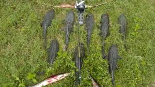 Bowfishing Armored Catfish in Florida [upl. by Ladd]