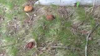 Boletus Pinicola 31052014 [upl. by Astera]