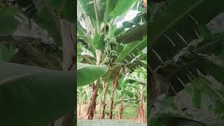 LAKATAN UPDATE LAKATAN BANANA FARMING [upl. by Aynotahs12]