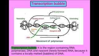 10 Cell biology  Transcription bubble شرح بالعربي [upl. by Ziana]