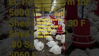 EC Poultry Farm shed Size For 5000 broilers [upl. by Elli]