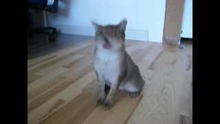 Epileptischer Anfall Katze Lila 1MOV [upl. by Woodley]