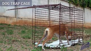 PAWSS Dog Trap Cage  How to catch a stray dog in Thailand [upl. by Phares]