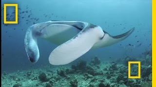 Feeding Frenzy Manta Rays in the Maldives  National Geographic [upl. by Willdon]