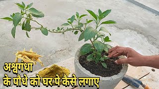 Ashwagandha plant care and benifit  detailed video  tech garden [upl. by Grewitz]