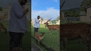 Deer Bowing Down for Food  Nara Park narapark kyoto osaka japantravel japan deer [upl. by Leonerd]