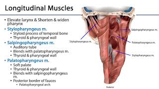 Larynx Pharynx and CST LO 3  Pharyngeal Muscles [upl. by Enillebyam]