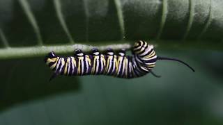 Young Monarch Butterfly Caterpillars on Milkweed [upl. by Akilam]