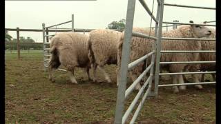 Big Barn Farm  Herding Sheep [upl. by Kinata591]