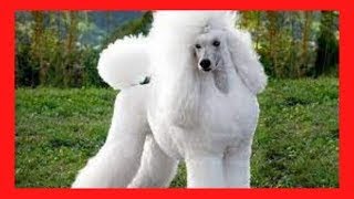 como SABER si mi CANICHE o french poodle es PUROcomo saber si mi caniche o french poodle es de raza [upl. by Sandberg]