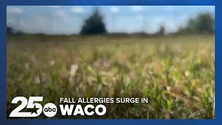 Fall Allergies Spike in Waco Tips to Protect Yourself [upl. by Harrow]