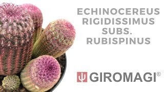 Echinocereus rigidissimus subs rubispinus [upl. by Vanden261]