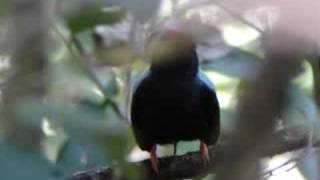 Lancetailed Manakin Chiroxiphia lanceolata [upl. by Ahsilet659]