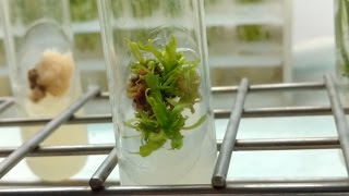 Plant Tissue Culture in 3 minutes [upl. by Ehud]