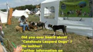 Louisiana Catahoula Leopard Dog [upl. by Loresz]