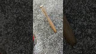 Do you know what kind of insect is this Phasmids or Phasmatodea asmr insect shorts [upl. by Ayrad]