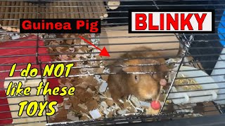 How to build a Guinea Pig cage on a budget Part 2 DO NOT USE THESE THINGS [upl. by Rednal109]