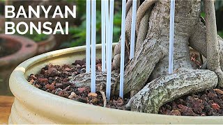 Banyan Bonsai repotting  Ficus Benghalensis pruning repotting amp aerial root training [upl. by Lewanna769]