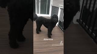 Goldendoodle Expectations vs Reality [upl. by Geffner]