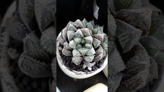 haworthia suculentas succulentslover plants [upl. by Annecorinne]