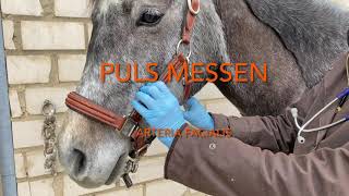 Puls messen beim Pferd [upl. by Liddy813]