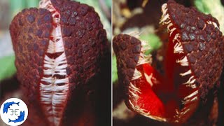 15 Weird and Bizarre Plants [upl. by Ilzel]