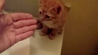 How to wash a Kitten without making it to scared [upl. by Ellerad]