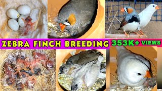 Zebra Finch Breeding  Zebra finch eggs lying to Hatching full video [upl. by Eiro]