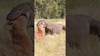 komodo dragon eating goat video 🐐animals [upl. by Aisenet542]