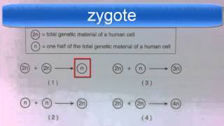 Diploid and Haploid Regents Question [upl. by Nomled]