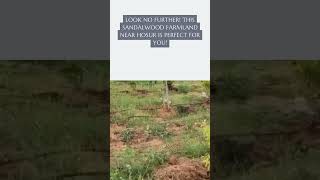 sandalwood farmland for sale near hosur road bangalore  2024  4 [upl. by Aicilaanna]